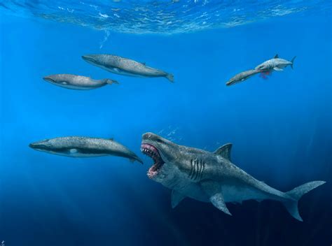The Origin of Megalodon .